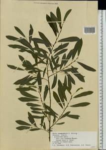 Salix vinogradovii A. K. Skvortsov, Eastern Europe, Central forest-and-steppe region (E6) (Russia)