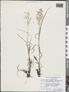 Agrostis gigantea Roth, Eastern Europe, Central forest-and-steppe region (E6) (Russia)