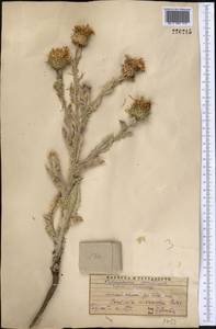 Cousinia microcarpa Boiss., Middle Asia, Western Tian Shan & Karatau (M3) (Kazakhstan)