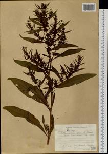 Rumex, Siberia, Russian Far East (S6) (Russia)