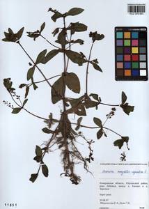 Veronica anagallis-aquatica L., Siberia, Altai & Sayany Mountains (S2) (Russia)