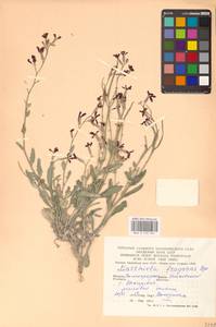 Matthiola fragrans (Fisch.) Bunge, Eastern Europe, Lower Volga region (E9) (Russia)