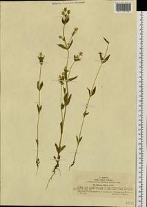 Halenia corniculata (L.) Cornaz, Siberia, Western (Kazakhstan) Altai Mountains (S2a) (Kazakhstan)