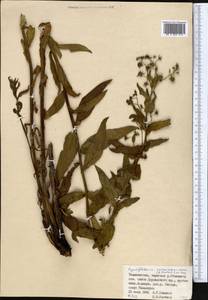 Cynoglossum seravschanicum (B. Fedtsch.) Popov, Middle Asia, Pamir & Pamiro-Alai (M2) (Tajikistan)