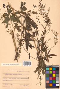 Thalictrum simplex L., Siberia, Russian Far East (S6) (Russia)