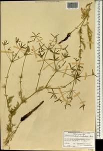 Grammosciadium scabridum Boiss., South Asia, South Asia (Asia outside ex-Soviet states and Mongolia) (ASIA) (Iran)