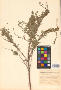 Spiraea crenata L., Eastern Europe, Eastern region (E10) (Russia)