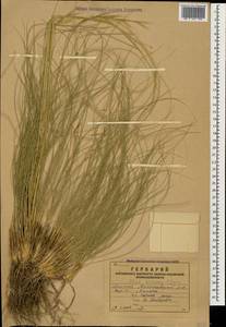 Stipa zalesskii Wilensky, Caucasus, Armenia (K5) (Armenia)