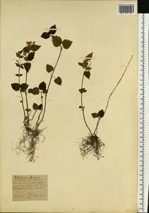 Lamium galeobdolon subsp. galeobdolon, Eastern Europe, Moscow region (E4a) (Russia)