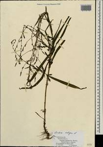 Lactuca saligna L., Eastern Europe, Central forest-and-steppe region (E6) (Russia)