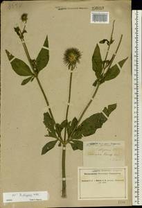 Dipsacus fullonum L., Eastern Europe, North Ukrainian region (E11) (Ukraine)