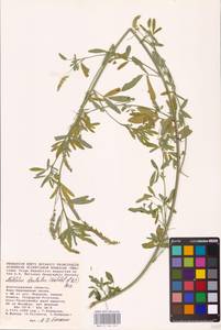 Melilotus dentatus (Waldst. & Kit.) Desf., Eastern Europe, Lower Volga region (E9) (Russia)