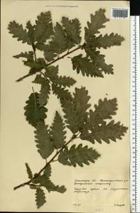 Quercus, Eastern Europe, Lower Volga region (E9) (Russia)