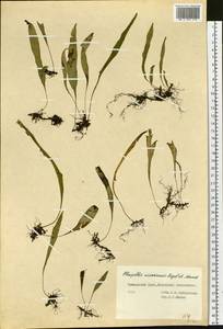 Lepisorus ussuriensis (Regel & Mack.) Ching, Siberia, Russian Far East (S6) (Russia)