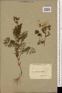 Matricaria discoidea DC., Caucasus, Armenia (K5) (Armenia)