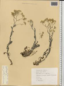 Helichrysum nogaicum Tzvelev, Eastern Europe, Lower Volga region (E9) (Russia)