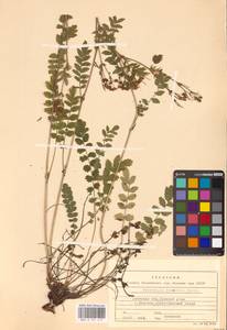 Potentilla pimpinelloides L., Eastern Europe, Central forest-and-steppe region (E6) (Russia)