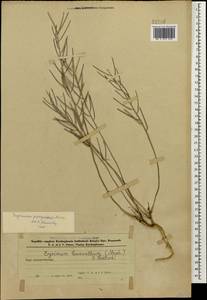 Erysimum leucanthemum (Stephan) B. Fedtsch., Caucasus, Azerbaijan (K6) (Azerbaijan)
