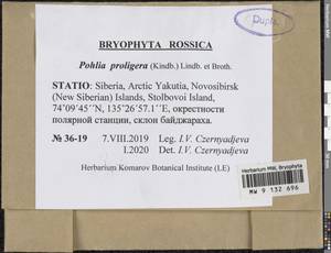 Pohlia proligera (Kindb. ex Breidl.) Lindb. ex Arnell, Bryophytes, Bryophytes - Yakutia (B19) (Russia)