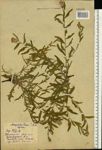 Rhaponticum repens (L.) Hidalgo, Eastern Europe, Lower Volga region (E9) (Russia)