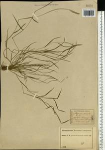 Alopecurus geniculatus L., Eastern Europe, Central forest region (E5) (Russia)