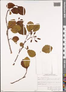 Alnus glutinosa (L.) Gaertn., Caucasus, South Ossetia (K4b) (South Ossetia)