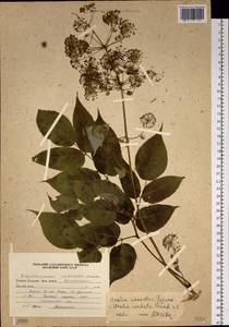 Aralia cordata Thunb., Siberia, Russian Far East (S6) (Russia)