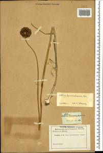 Allium fuscoviolaceum Fomin, Caucasus (no precise locality) (K0)