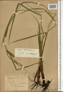 Carex vesicaria L., Eastern Europe, Belarus (E3a) (Belarus)