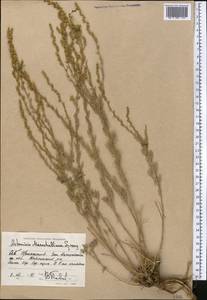 Artemisia marschalliana Spreng., Middle Asia, Caspian Ustyurt & Northern Aralia (M8) (Kazakhstan)
