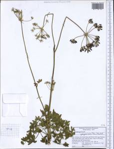 Siler montanum subsp. garganicum (Ten.) Iamonico, Bartolucci & F.Conti, Western Europe (EUR) (Italy)