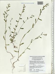 Polygonum norvegicum (Sam.) Sam. ex Lid, Eastern Europe, Northern region (E1) (Russia)