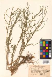 Artemisia nitrosa Weber ex Stechm., Middle Asia, Caspian Ustyurt & Northern Aralia (M8) (Kazakhstan)