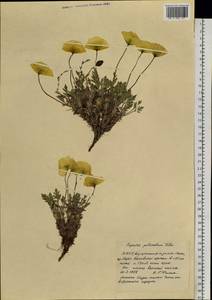 Oreomecon pulvinata subsp. pulvinata, Siberia, Yakutia (S5) (Russia)