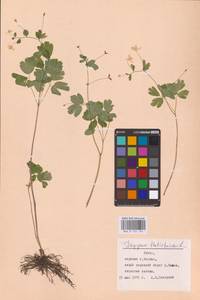 Isopyrum thalictroides L., Eastern Europe, Lithuania (E2a) (Lithuania)