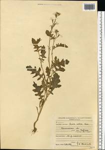 Eruca vesicaria subsp. sativa (Mill.) Thell., Eastern Europe, North-Western region (E2) (Russia)