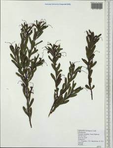 Adenanthos barbiger Lindl., Australia & Oceania (AUSTR) (Australia)