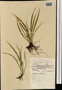 Iris uniflora Pall. ex Link, Mongolia (MONG) (Mongolia)