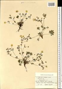 Potentilla humifusa Willd., Eastern Europe, Central region (E4) (Russia)