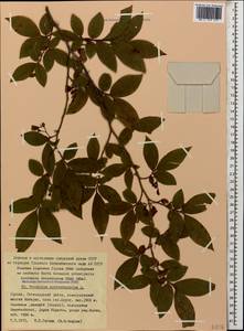 Vaccinium arctostaphylos L., Caucasus, Georgia (K4) (Georgia)