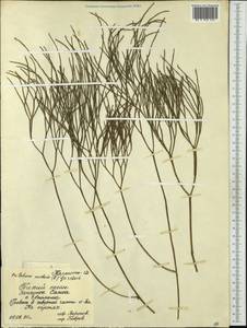 Psilotum nudum (L.) P. Beauv., Australia & Oceania (AUSTR) (Samoa)