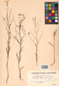 Sisymbrium altissimum L., Siberia, Russian Far East (S6) (Russia)