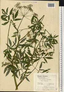 Cicuta virosa L., Eastern Europe, West Ukrainian region (E13) (Ukraine)