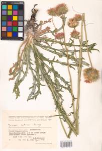 Jurinea cretacea Bunge, Eastern Europe, Lower Volga region (E9) (Russia)
