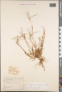 Digitaria ischaemum (Schreb.) Muhl., Eastern Europe, North Ukrainian region (E11) (Ukraine)