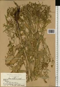 Bunias orientalis L., Eastern Europe, Moscow region (E4a) (Russia)