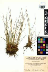 Juncus filiformis L., Siberia, Baikal & Transbaikal region (S4) (Russia)