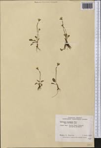 Parnassia kotzebuei Cham. & Schltdl. ex Spreng., America (AMER) (Canada)