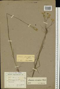 Eremogone saxatilis (L.) Ikonn., Eastern Europe, North Ukrainian region (E11) (Ukraine)