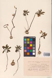 Gymnospermium odessanum (DC.) Takht., Eastern Europe, South Ukrainian region (E12) (Ukraine)